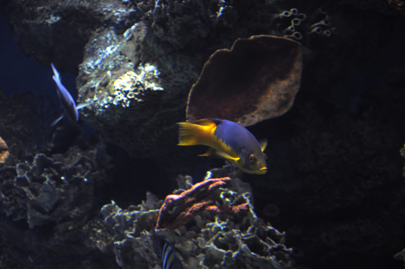 Barcelona_Aquarium_003