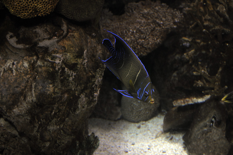 Barcelona_Aquarium_004