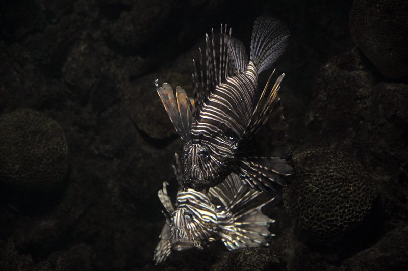 Barcelona_Aquarium_006