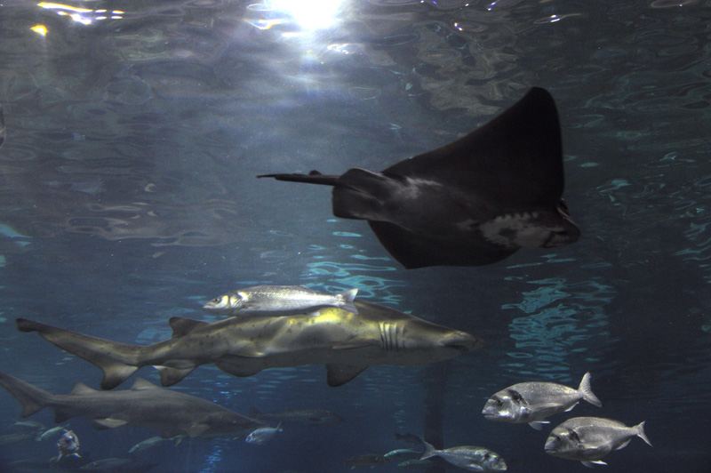 Barcelona_Aquarium_007