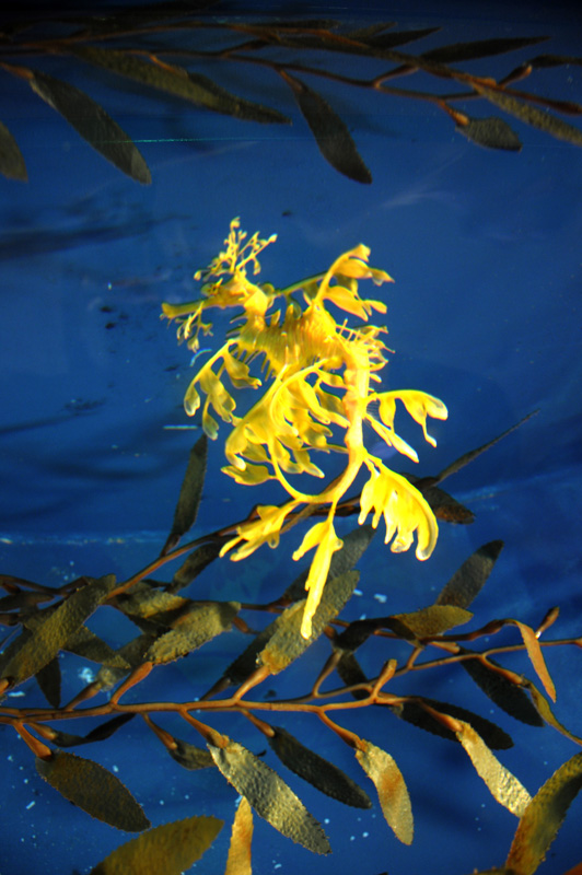 Barcelona_Aquarium_009