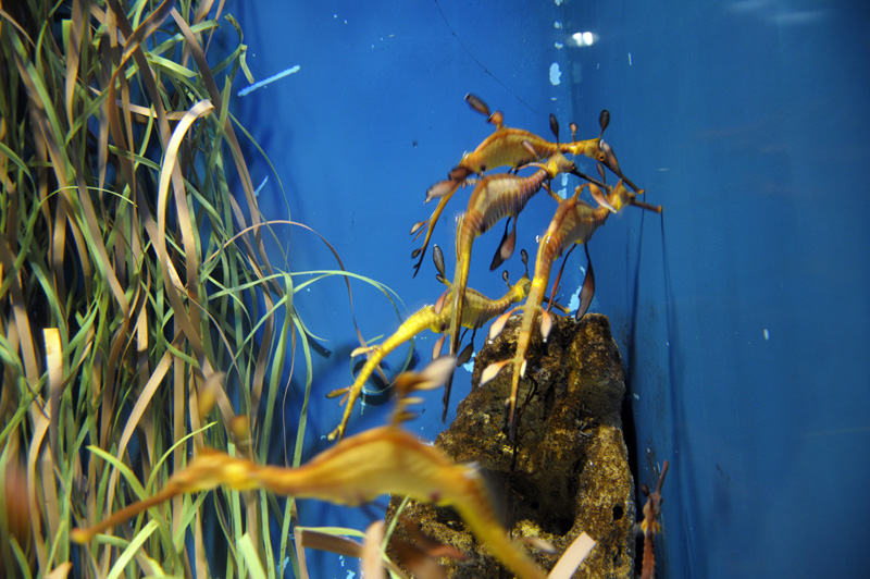 Barcelona_Aquarium_010