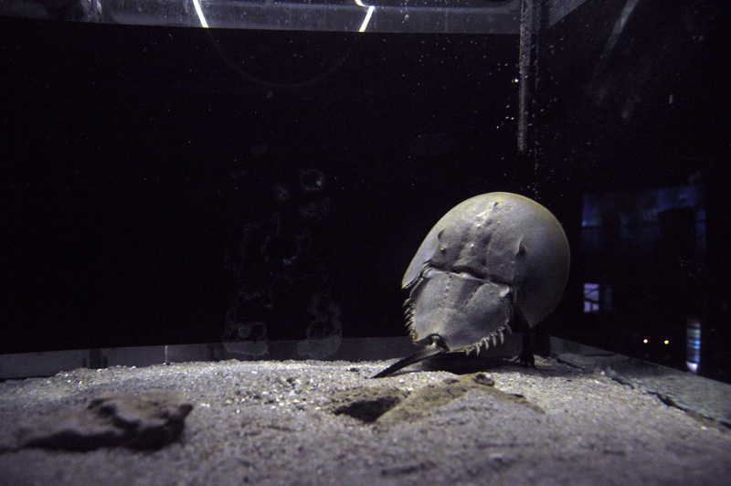 Barcelona_Aquarium_013