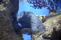 Barcelona_Aquarium_002