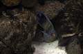 Barcelona_Aquarium_004