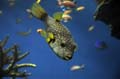 Barcelona_Aquarium_005