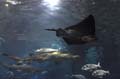 Barcelona_Aquarium_007