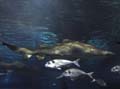 Barcelona_Aquarium_008