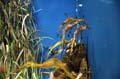 Barcelona_Aquarium_010