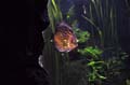 Barcelona_Aquarium_012