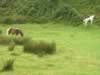 dartmoor002.jpg (94kb)