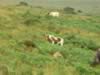 dartmoor003.jpg (97kb)
