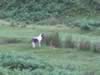 dartmoor004.jpg (108kb)