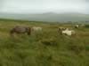 dartmoor005.jpg (91kb)