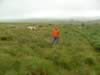 dartmoor006.jpg (95kb)