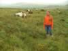 dartmoor007.jpg (116kb)