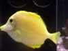 fish.jpg (22kb)