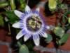flower.jpg (62kb)