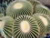 kewgardens03.jpg (124kb)