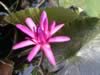 kewgardens05.jpg (58kb)