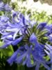 kewgardens06.jpg (66kb)