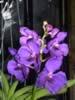 kewgardens07.jpg (59kb)