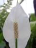 kewgardens08.jpg (22kb)