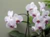 kewgardens09.jpg (30kb)