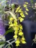 kewgardens10.jpg (64kb)