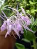 kewgardens11.jpg (45kb)