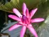 kewgardens12.jpg (46kb)