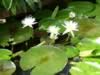 kewgardens13.jpg (70kb)