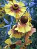 kewgardens14.jpg (71kb)