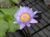 kewgardens16.jpg (41kb)