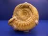natural_history01.jpg (42kb)