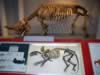 natural_history08.jpg (50kb)