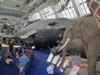 natural_history10.jpg (77kb)
