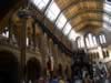 natural_history11.jpg (77kb)