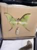 natural_history16.jpg (42kb)