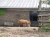 zoo_antilope.jpg (76kb)