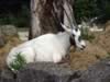 zoo_bock.jpg (75kb)