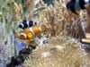 zoo_fisch2.jpg (89kb)