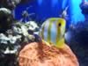 zoo_fisch3.jpg (70kb)