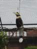 zoo_tucan.jpg (148kb)