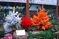 Paris_0003